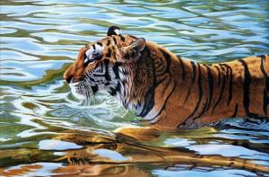 A Bengal Tiger in Water Photo by Michael Nichols